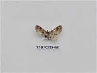 藏品(尺蛾517)的圖片